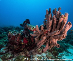 Sponge formation in a two blade propeller and engine from... by Romeo Penacino 